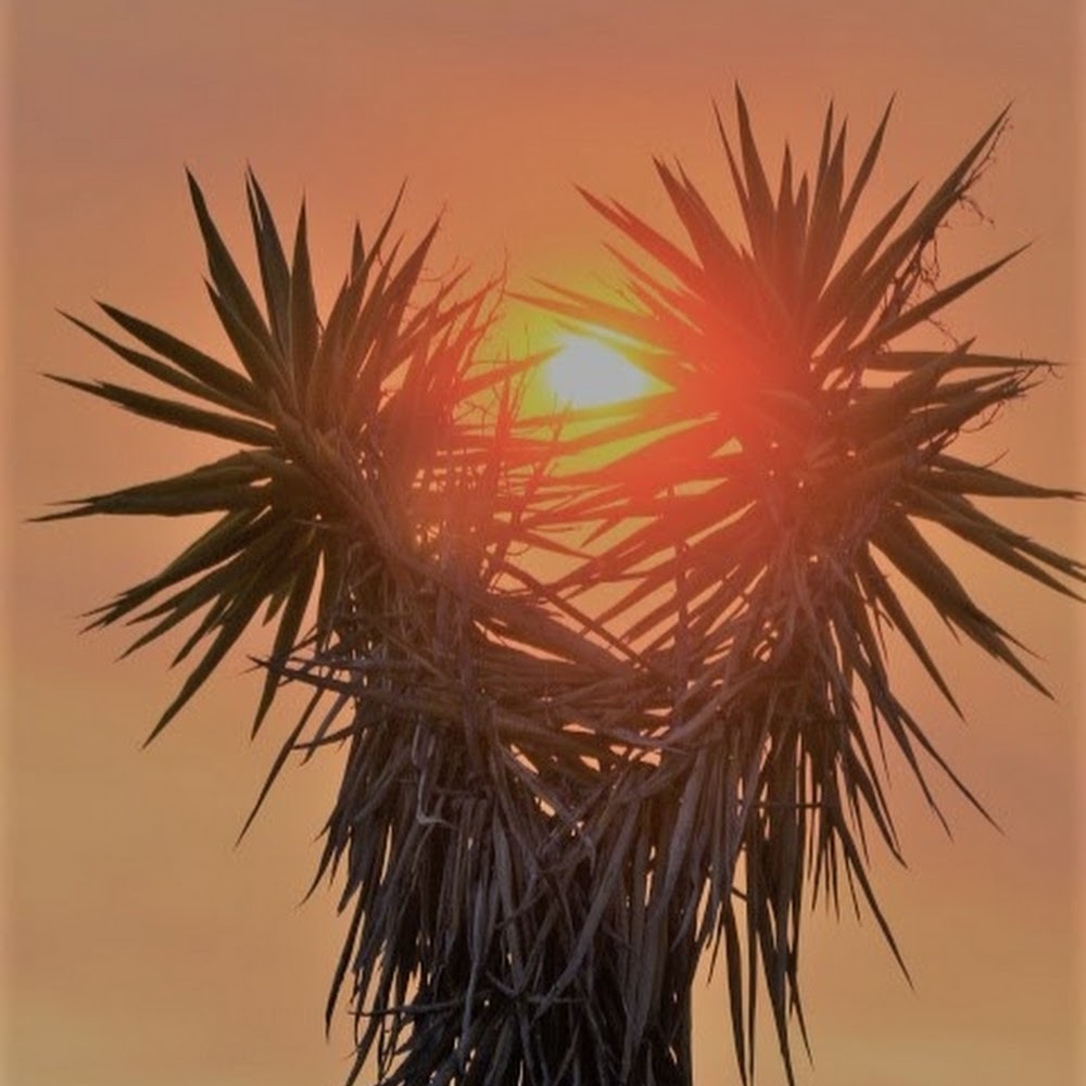 Meet your Posher, Faizah